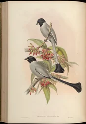 Rufous Treepie